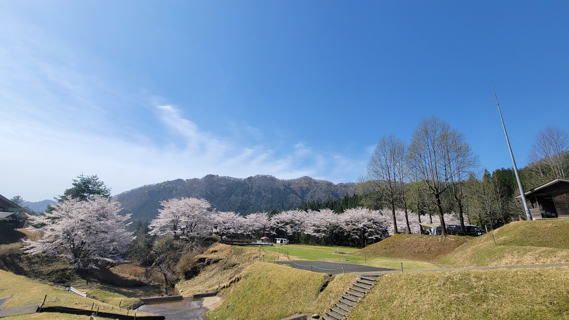 【今週が見頃！】湯の原の桜が満開を迎えました！
